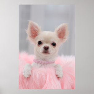 Poster Chihuahua En rose