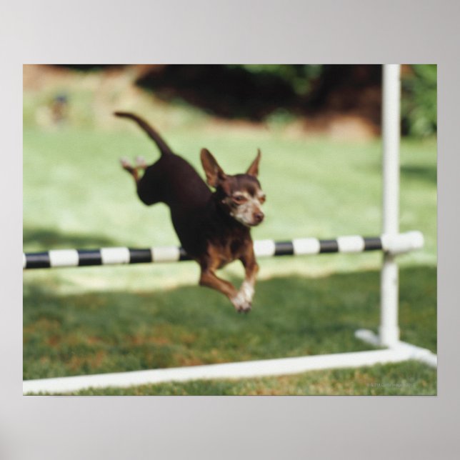Poster Chihuahua Jumping Hurdle (Devant)