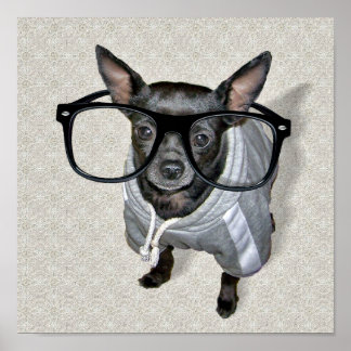 Poster Chihuahua noir avec lunettes Photo