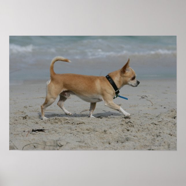 Poster Chihuahua sur la plage (Devant)
