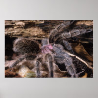 Poster - Chili rose tarantula