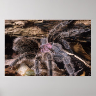 Poster - Chili rose tarantula
