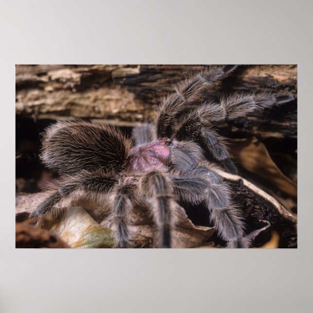 Poster - Chili rose tarantula (Devant)
