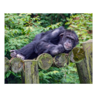 Chimpanzé endormi sur une plateforme en rondins