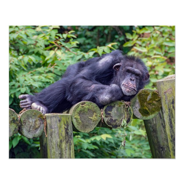Poster Chimpanzé endormi sur une plateforme en rondins (Devant)