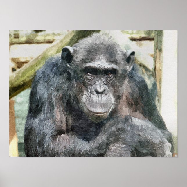 POSTER CHIMPANZÉS (Devant)