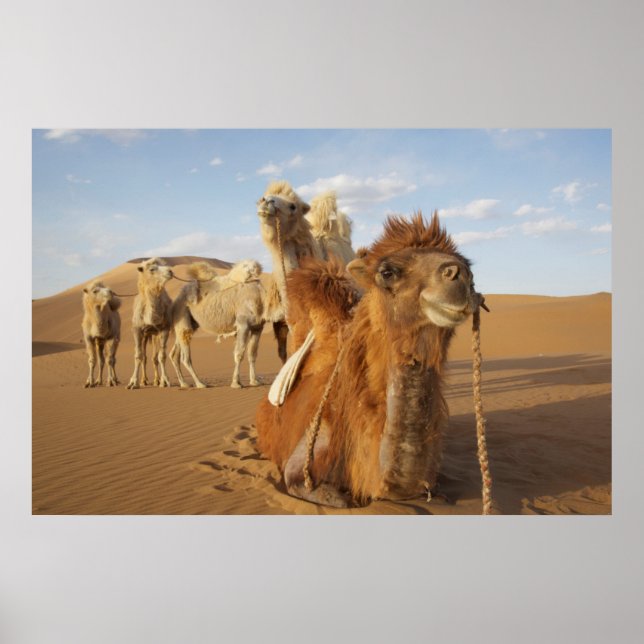 Poster Chine, Mongolie intérieure, désert de Badain Jaran (Devant)