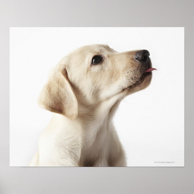 Poster Chiot blond Labrador qui sort de la langue (Devant)