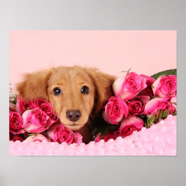 Poster Chiot de Dachshund Entouré de Roses (Devant)