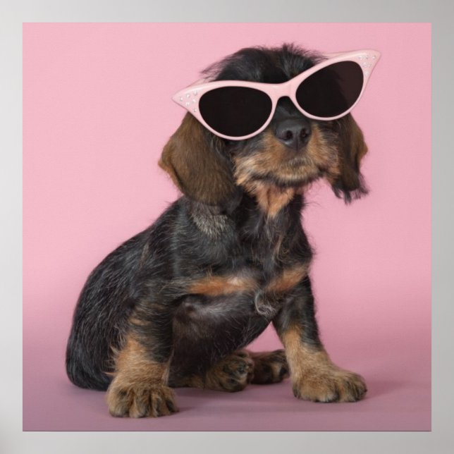 Poster Chiot de Dachshund portant des lunettes de soleil (Devant)
