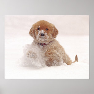 Poster Chiot de golden retriever dans la neige