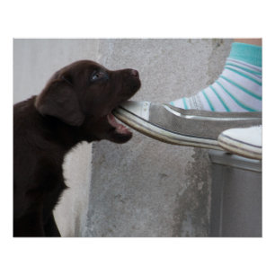 Poster Chiot de Labrador Brown