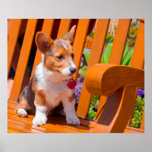 Poster chiot de Pembroke Welsh Corgi assis sur un banc de
