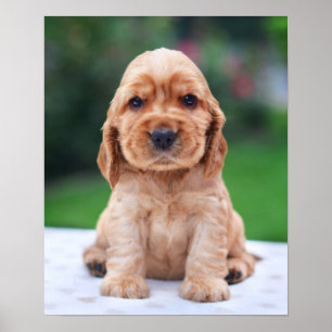 Poster Chiot d'épagneul de Coker
