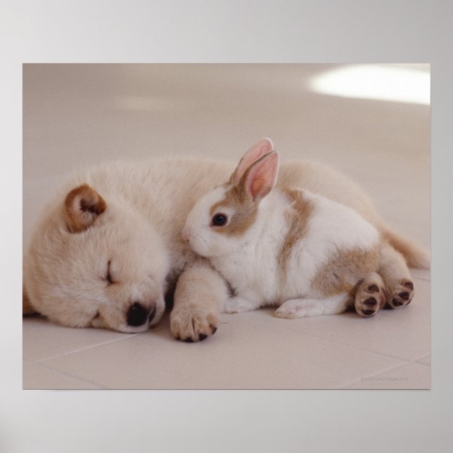Poster Chiot et lapin (Devant)