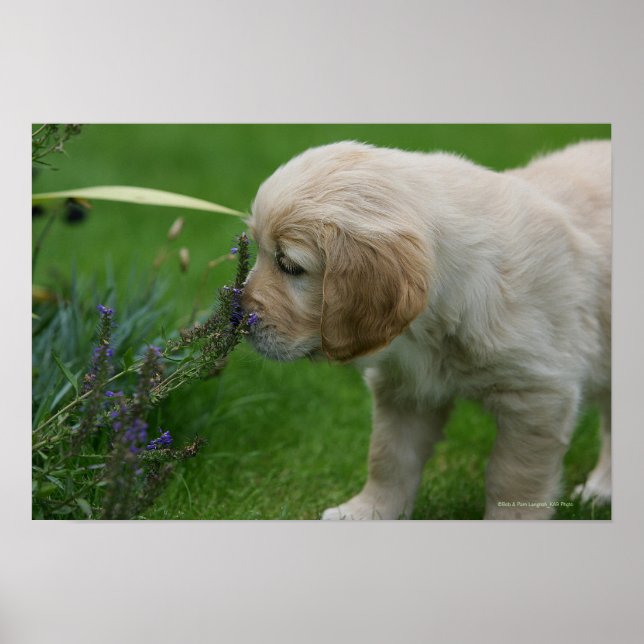 Poster Chiot Golden Retriever (Devant)