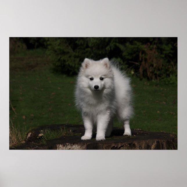Poster Chiot japonais Spitz/American Eskimo (Devant)