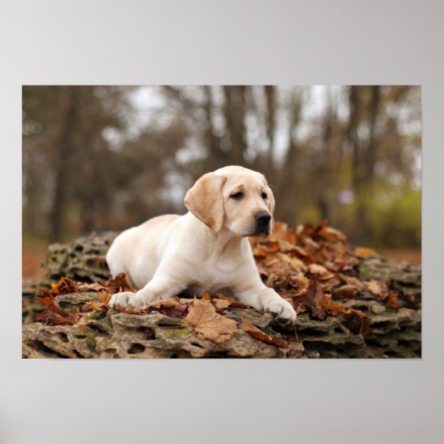 Poster Chiot jaune du Labrador à l'automne (Devant)