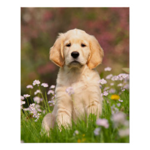 Poster Chiot mignon de Goldie de chien de golden