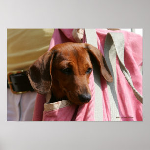 Poster chiot miniature Lisse-haired de teckel