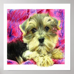 Poster chiot morkie