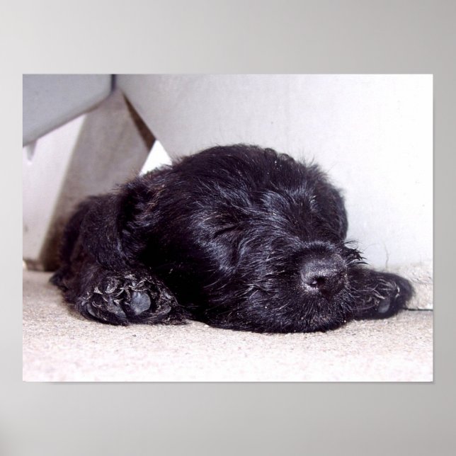 Poster Chiot noir écossais Terrier en train de faire la s (Devant)