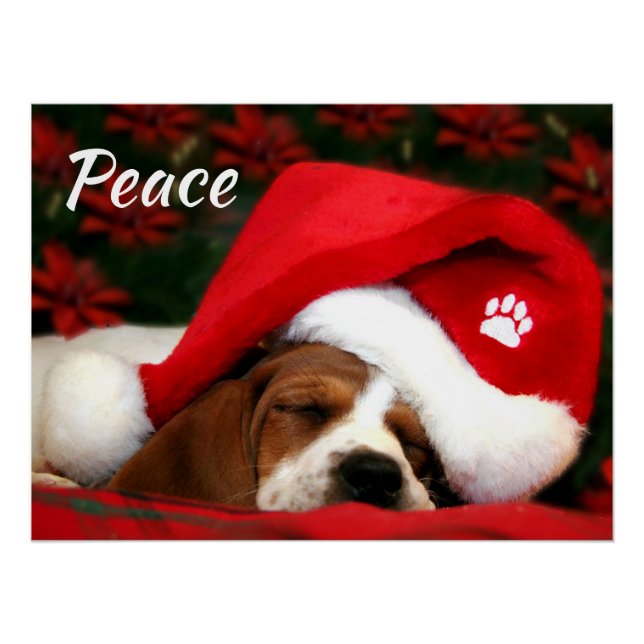 Poster Chiot Pacifique Avec Texte (Devant)