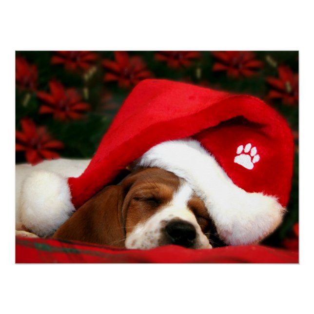 Poster Chiot paisible (Devant)