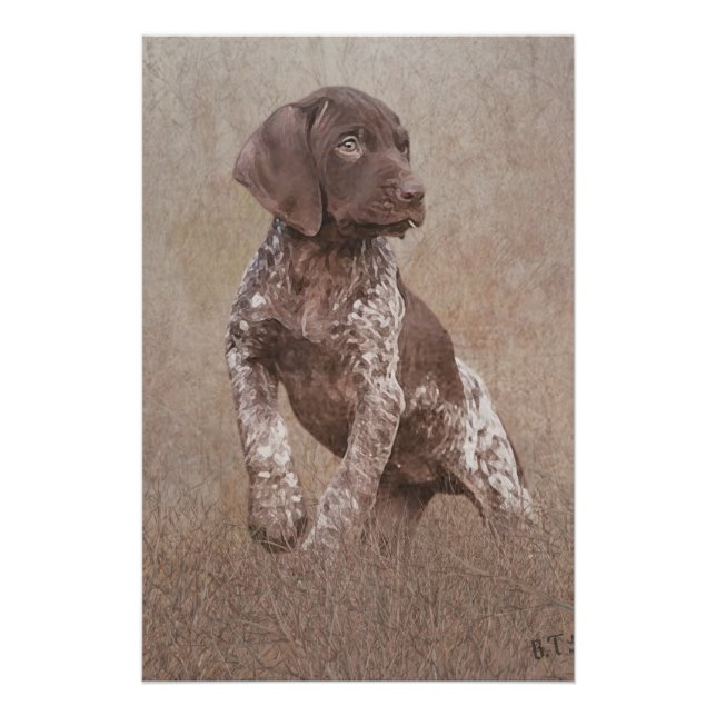 Poster Chiot pointeur allemand (Devant)