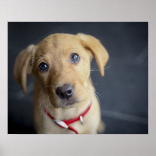Poster Chiot Red Fox Labrador