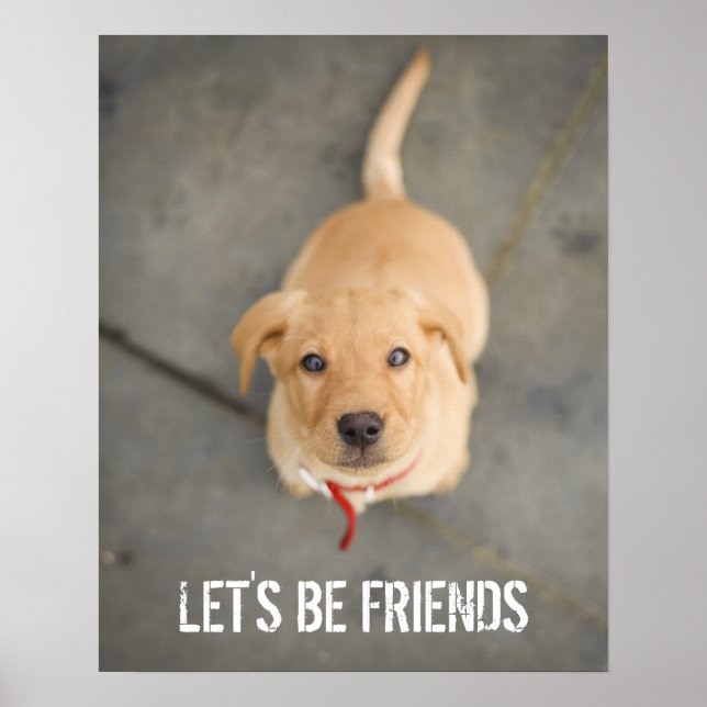 Poster Chiot Red Labrador (Devant)