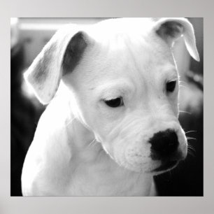 Poster Chiots américains de bouledogue