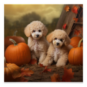 Poster Chiots Caniches Délice d'Automne Citrouille