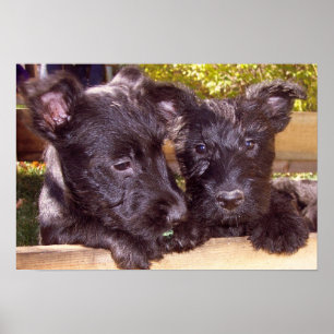 Poster Chiots écossais heureux noirs Terrier gros plan