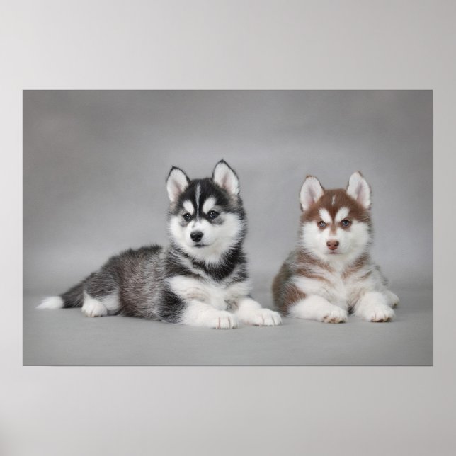Poster Chiots husky sibériens (Devant)