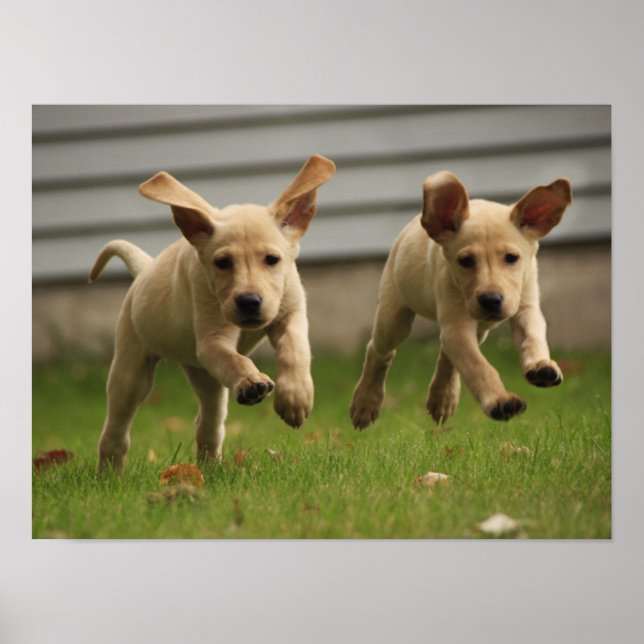 Poster Chiots jaunes du Labrador qui courent (Devant)