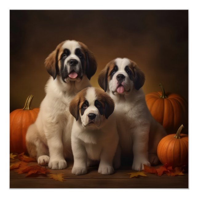 Poster Chiots Saint-Bernard Délice d'Automne Citrouille (Devant)