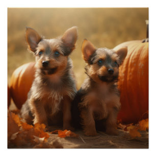 Poster Chiots Terrier Australien Délice d'Automne Citroui