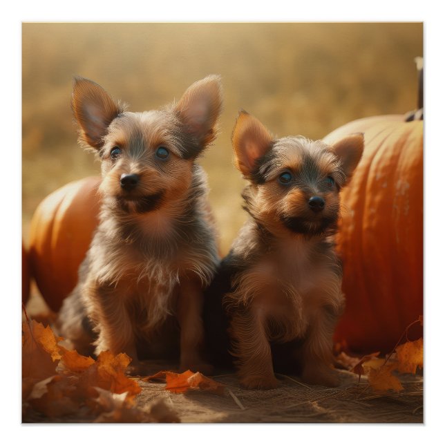Poster Chiots Terrier Australien Délice d'Automne Citroui (Devant)