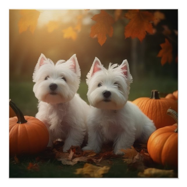 Poster Chiots Terrier West Highland White Pumpkin d'Autom (Devant)