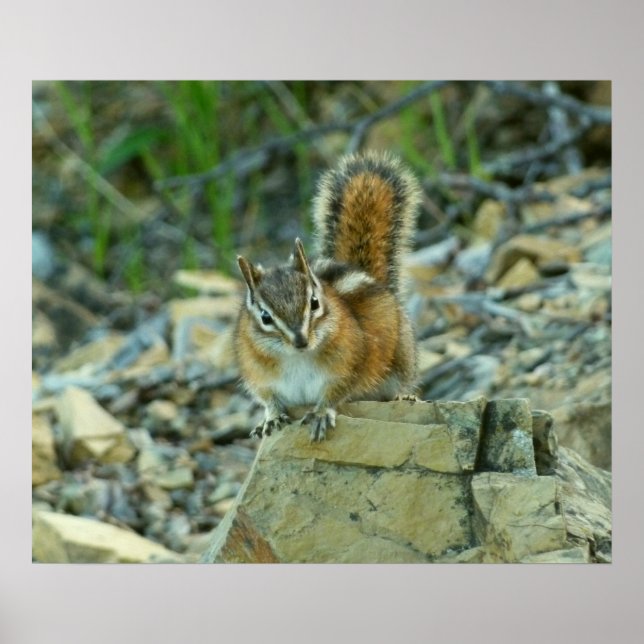 Poster Chipmunk dans le parc national des Glaciers (Devant)
