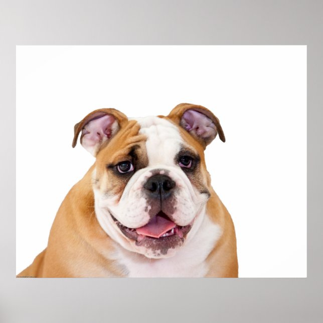 Poster Chippon anglais Bulldog (Devant)