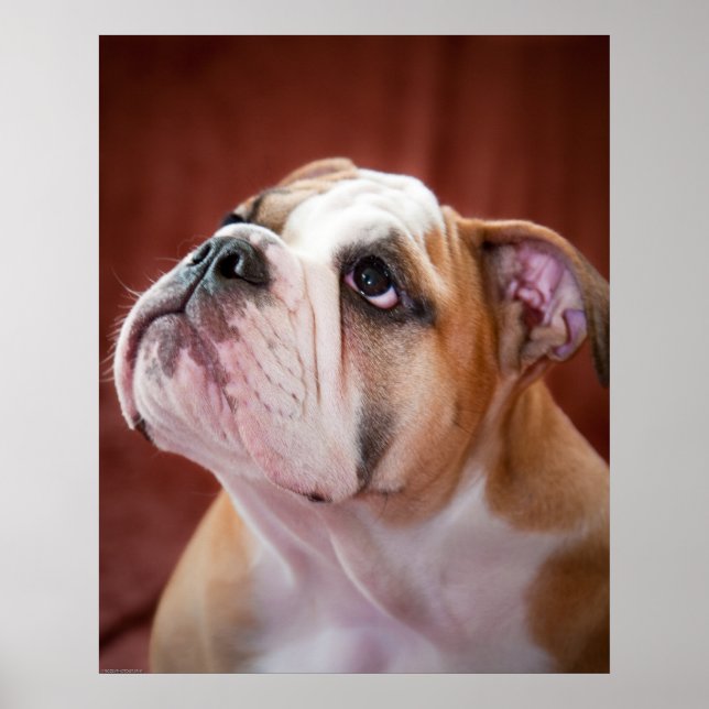 Poster Chippon anglais Bulldog (Devant)