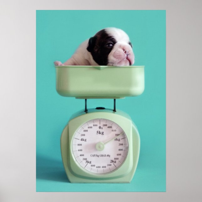 Poster Chippon français (Devant)