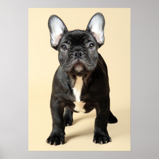 Poster Chippon français (Devant)