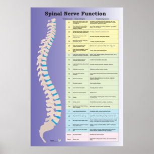 Poster Chiropratique de la fonction nerveux épini