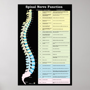 Poster Chiropratique de la fonction nerveux épiniè