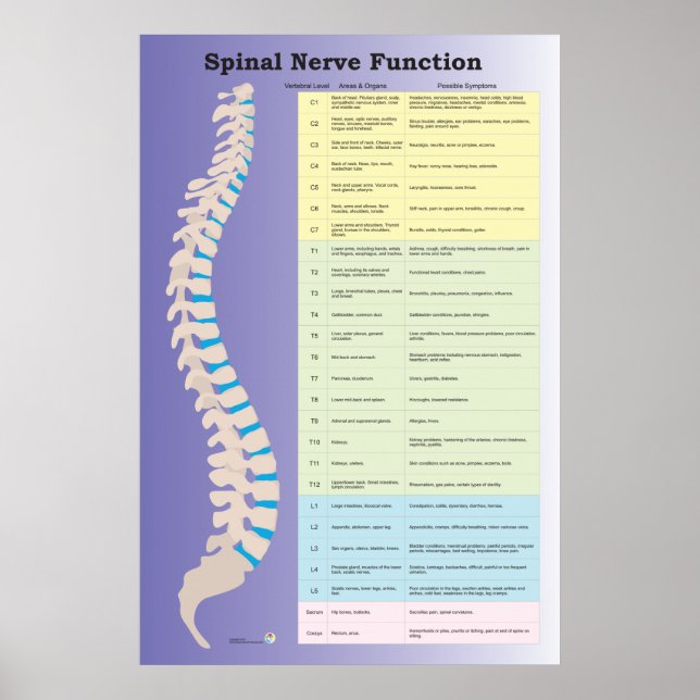 Poster Chiropratique de la fonction nerveux épiniè (Devant)