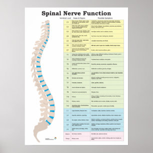 Poster Chiropratique de la fonction nerveux épiniè