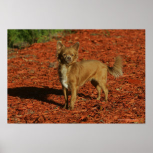 Poster Chiwawa regardant l'appareil-photo